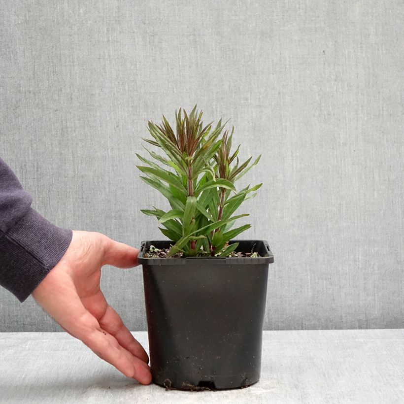 Spécimen de Veronicastrum virginicum Pink Glow - Véronique de Virgine rose Pot de 2L/3L tel que livré au printemps