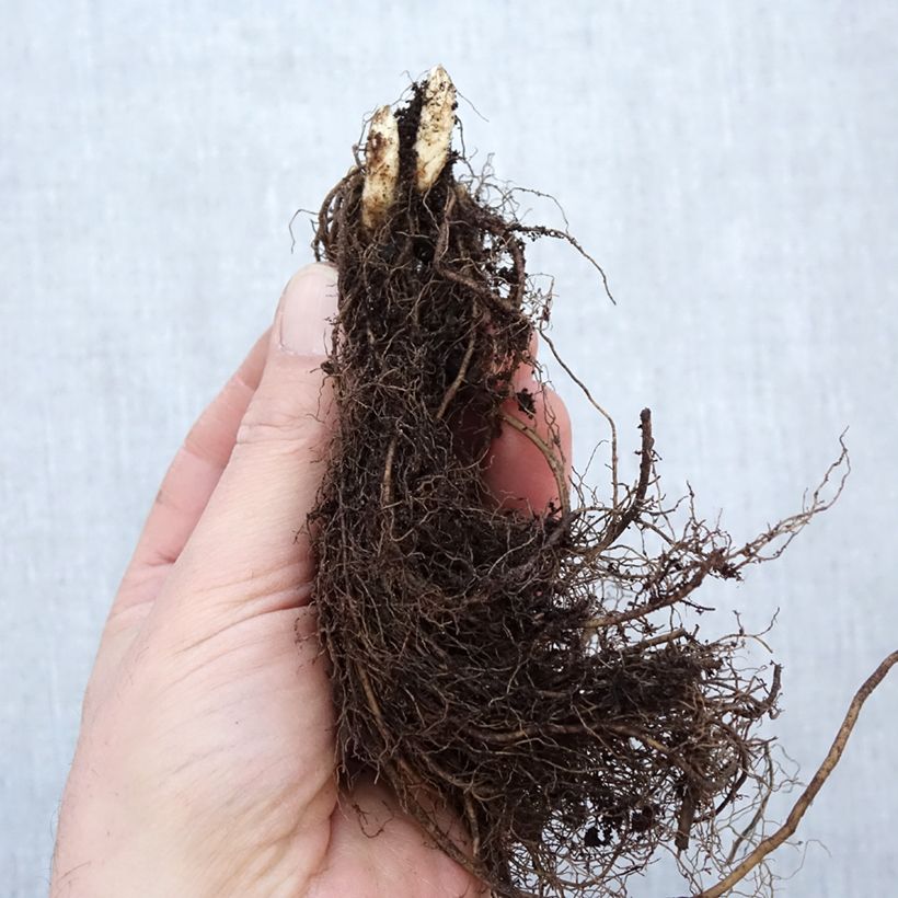 Spécimen de Véronique Apollo - Veronicastrum virginicum Apollo Racines nues, Qualité Extra équivalant à un pot de 2L tel que livré en hiver