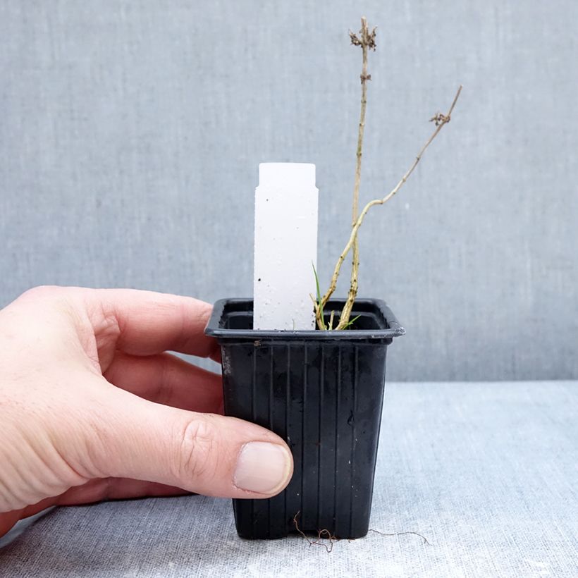 Example of Verveine citronnelle - Aloysia triphylla en plants Godet de 8/9 cm as you get in hiver