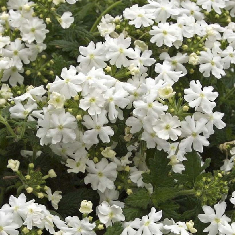Verveine Virgo White (Flowering)