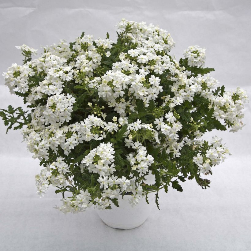 Verveine Virgo White (Plant habit)