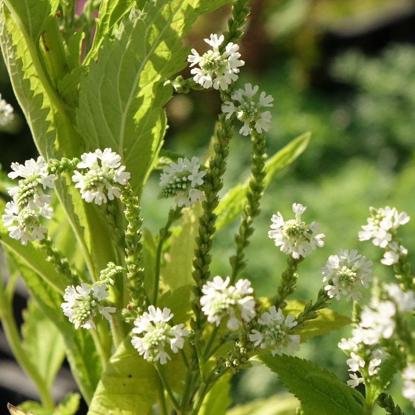 Verveine hastée White Spires - Verbena hastata White Spires (Flowering)