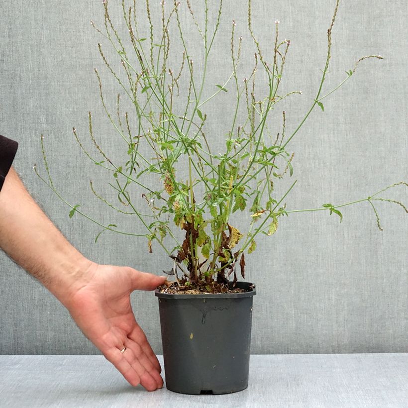 Spécimen de Verveine officinale - Verbena officinalis Pot de 2L/3L tel que livré en été