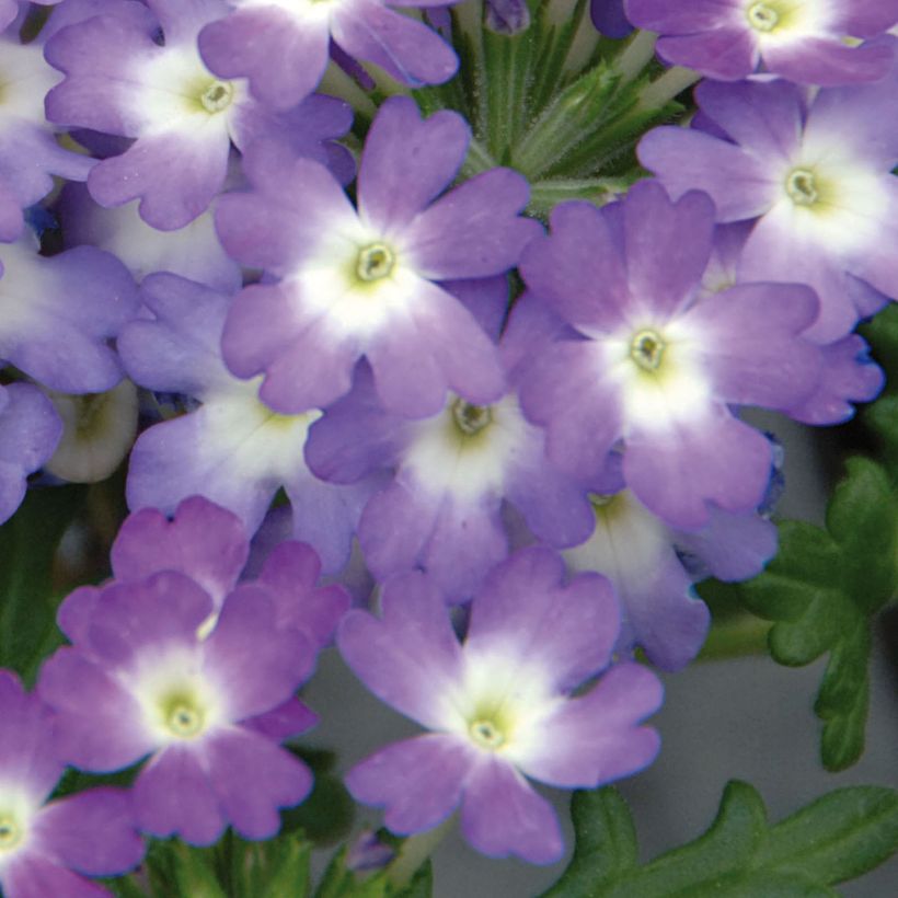 Verveine Lavender White (Floraison)