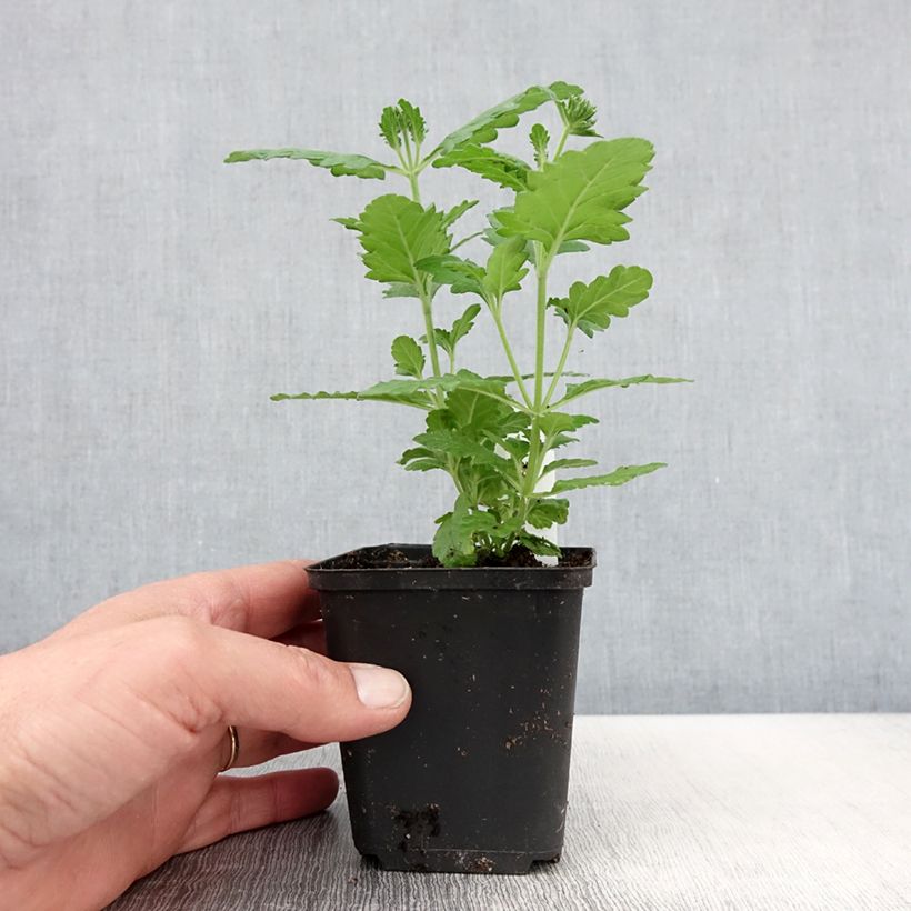 Spécimen de Verveine Virgo Lavender Star Godet de 8/9 cm tel que livré au printemps