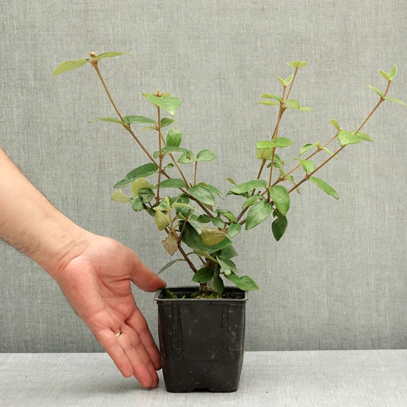 Spécimen de Viburnum burkwoodii - Viorne de Burkwood Pot de 12 cm / 13 cm tel que livré au printemps