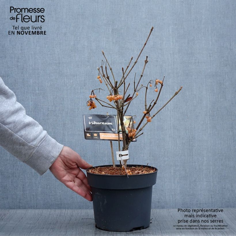 Spécimen de Viburnum dilatatum Michael Dodge Pot de 4L/5L tel que livré en automne