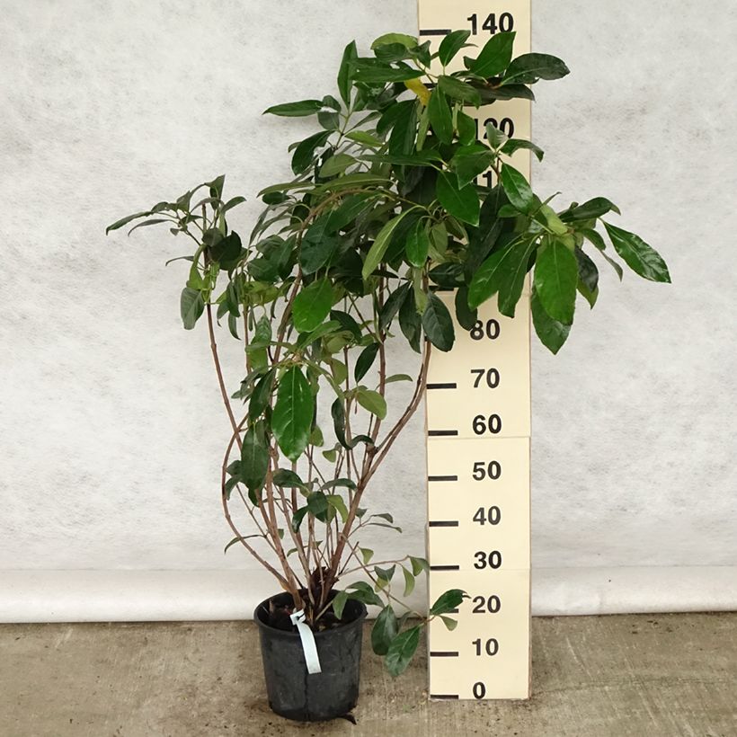 Spécimen de Viburnum lucidum - Viorne luisante Pot de 2L/3L tel que livré au printemps