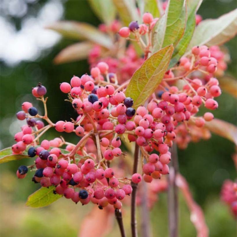 Viorne - Viburnum nudum Pink Beauty (Flowering)