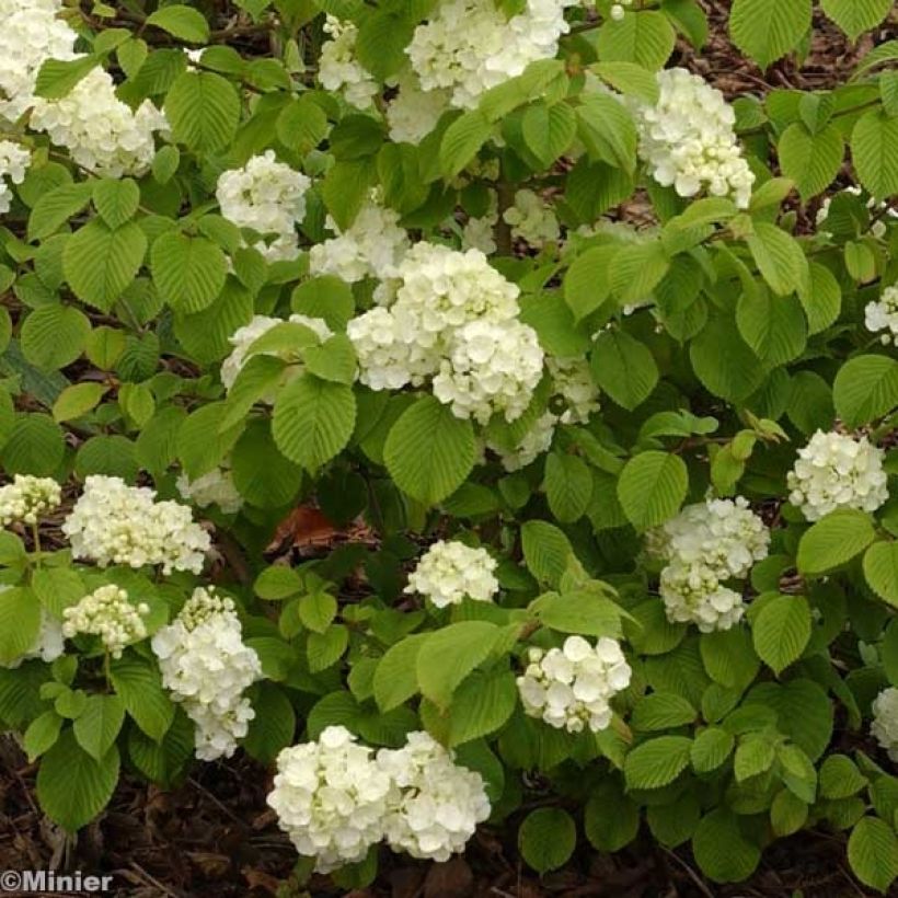 Viorne - Viburnum plicatum Popcorn (Floraison)