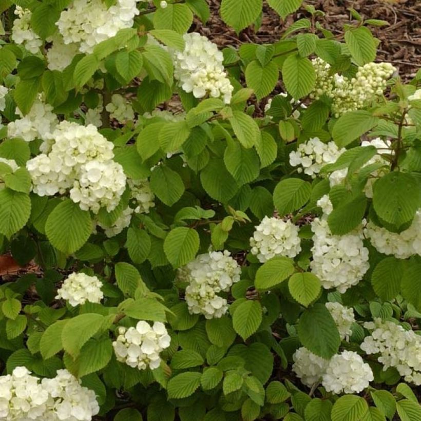 Viorne - Viburnum plicatum Popcorn (Feuillage)