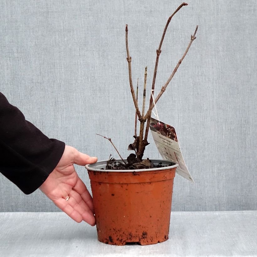 Spécimen de Viburnum sargentii Onondaga - Viorne  Pot de 2L/3L tel que livré en automne
