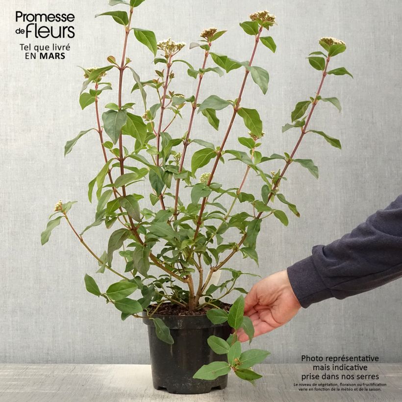 Example of Viburnum tinus Purpureum - Viorne tin, Laurier tin  Pot de 2L/3L as you get in printemps