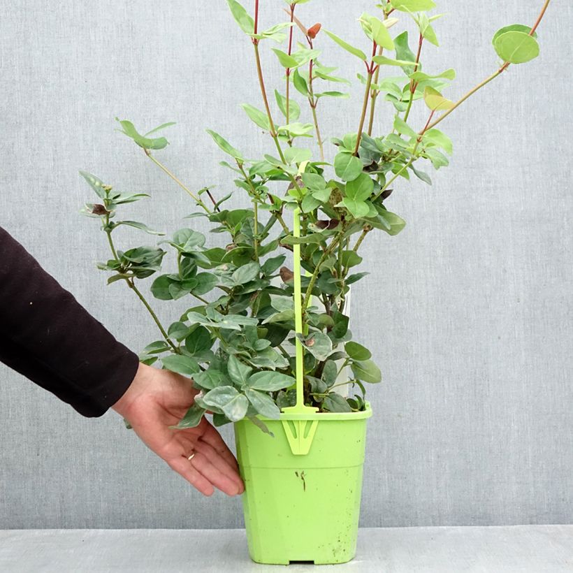 Spécimen de Viburnum tinus Rock'n Rolla - Laurier tin Pot de 3L/4L tel que livré en automne