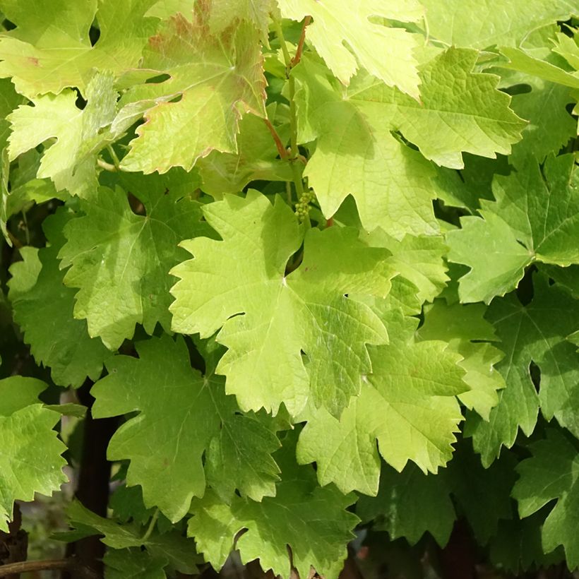 Vigne Albarossa - Vitis vinifera (Feuillage)