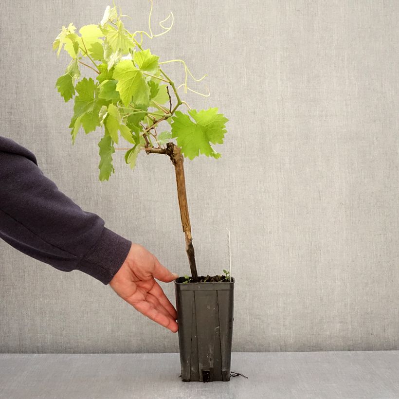 Spécimen de Vigne Albarossa - Vitis vinifera Pot de 1,5L/2L tel que livré au printemps