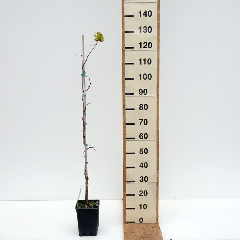 Spécimen de Vigne Alphonse Lavallée - Vitis vinifera  Pot de 3L/4L tel que livré en automne