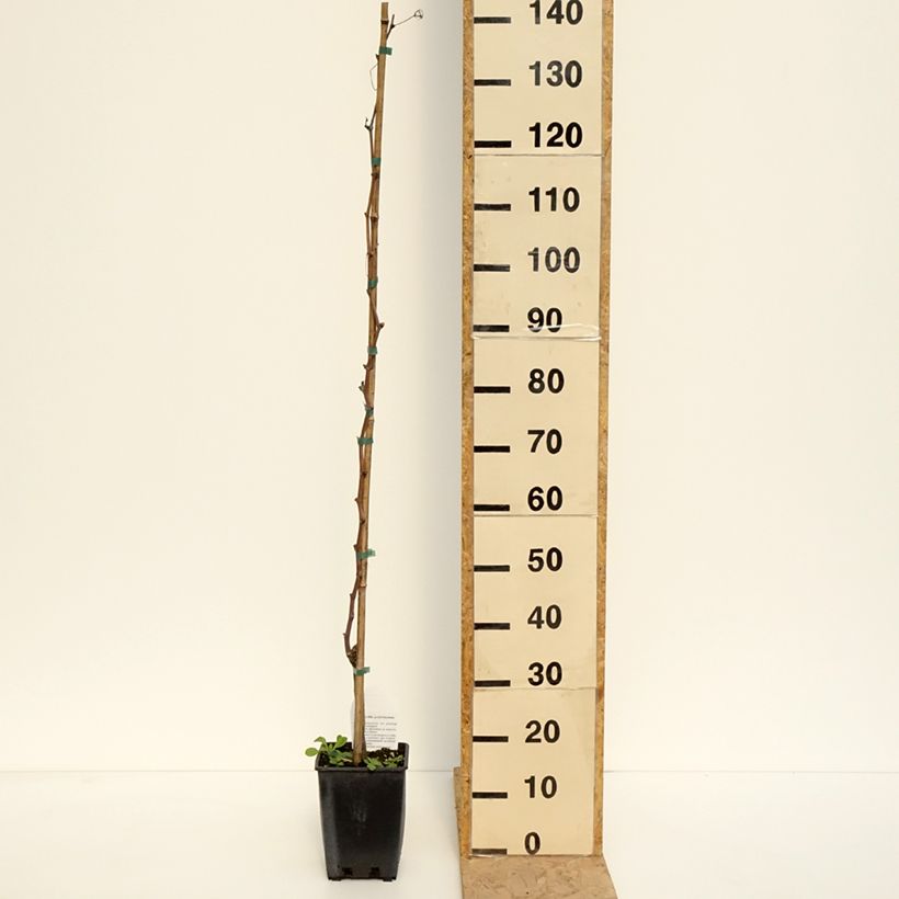 Spécimen de Vigne Alphonse Lavallée - Vitis vinifera  Pot de 3L/4L tel que livré au printemps