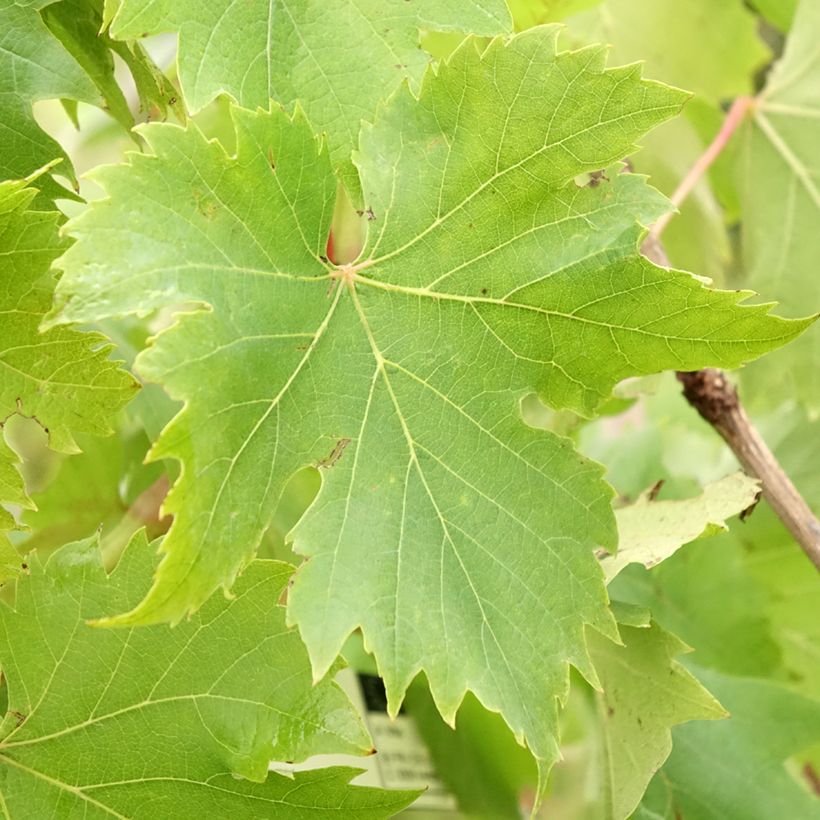 Vigne Ampelia Aladin (Foliage)