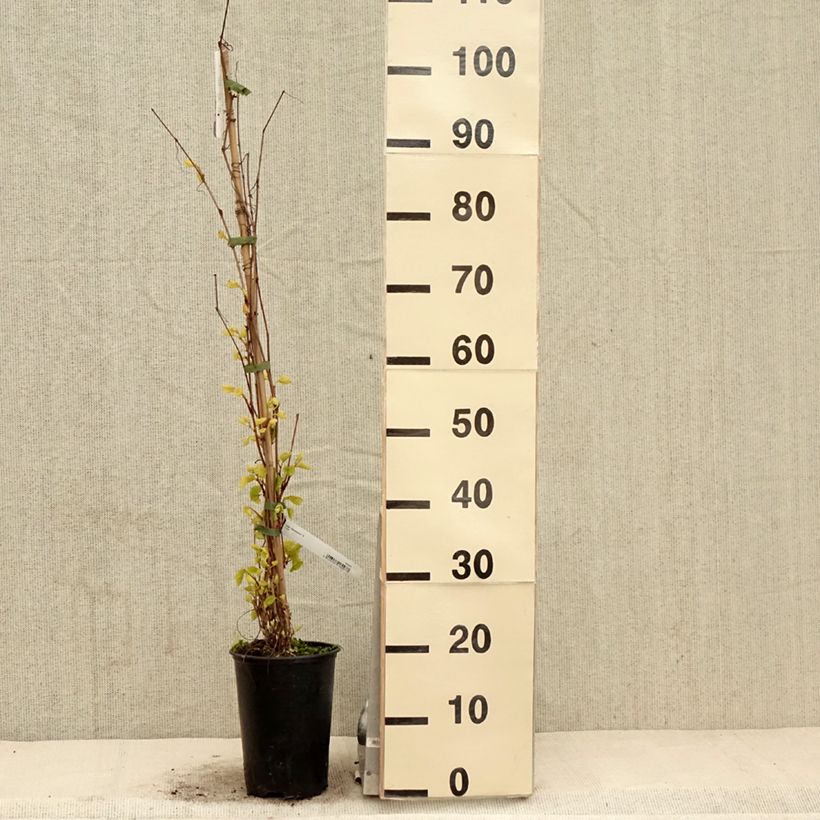 Spécimen de Vigne Amurensis - Vigne du fleuve Amour Pot de 3L/4L tel que livré au printemps