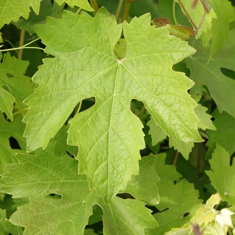Vigne Barbera - Vitis vinifera (Feuillage)