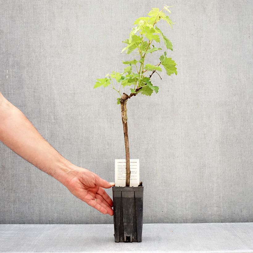 Spécimen de Vigne Barbera - Vitis vinifera Pot de 1,5L/2L tel que livré au printemps