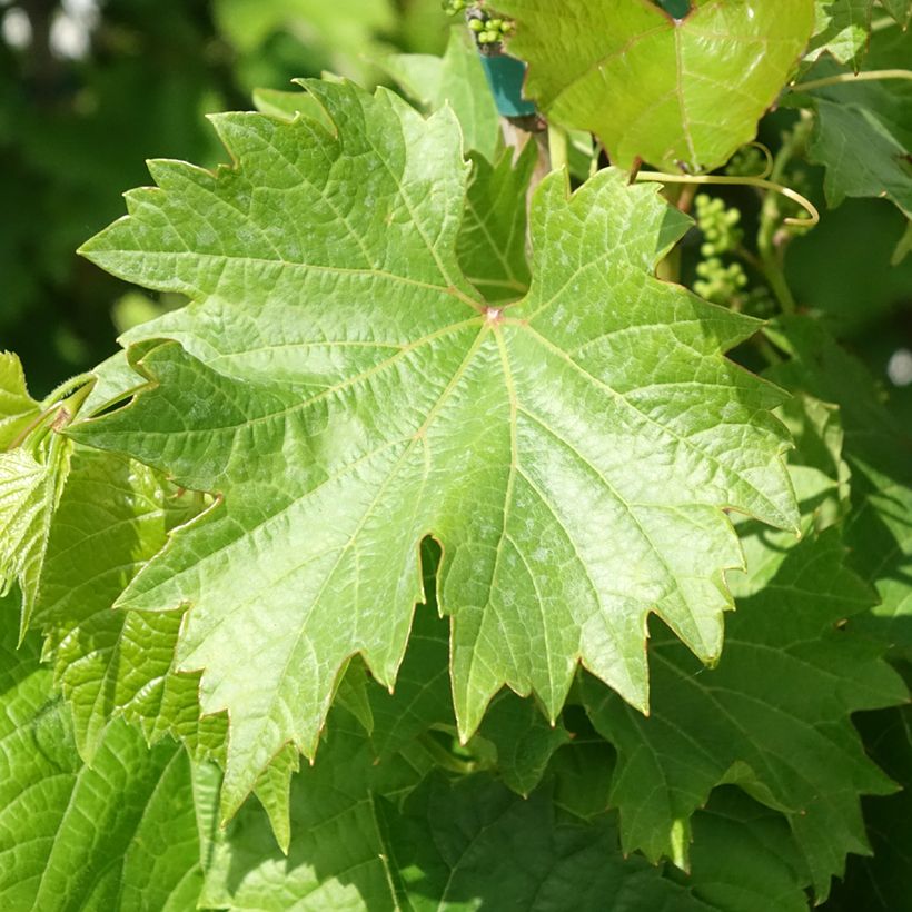 Vigne Black Magic - Vitis vinifera (Feuillage)