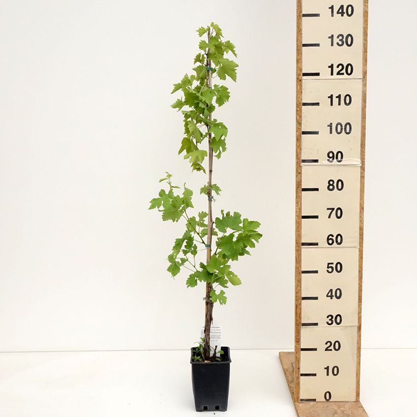 Spécimen de Vigne Black Magic - Vitis vinifera Pot de 1,5L/2L tel que livré au printemps