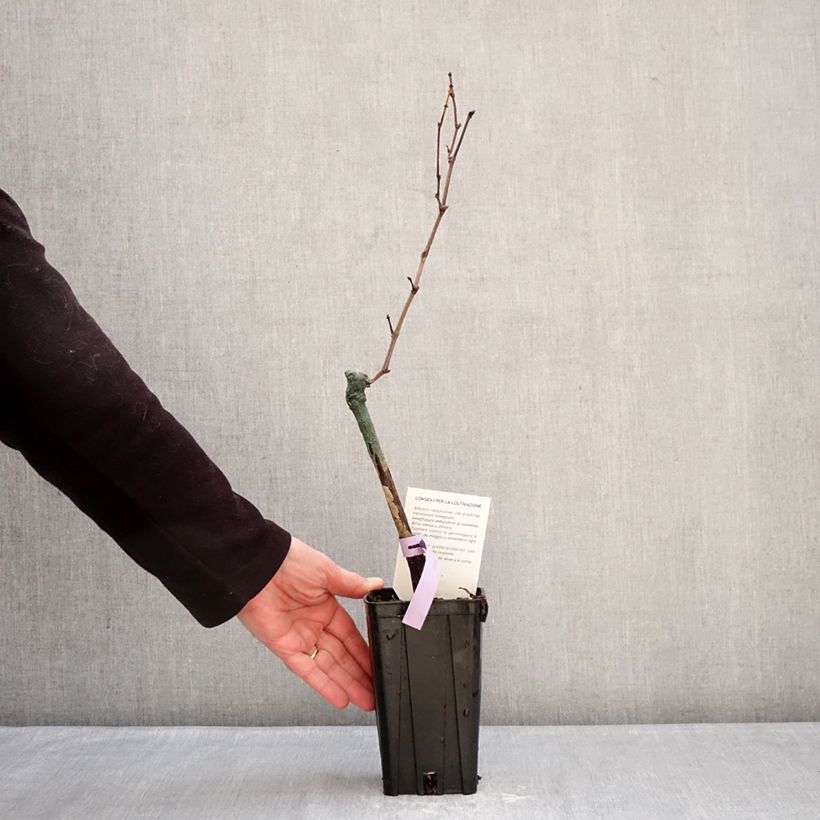 Spécimen de Vigne Bonarda - Vitis vinifera Pot de 1,5L/2L tel que livré en hiver