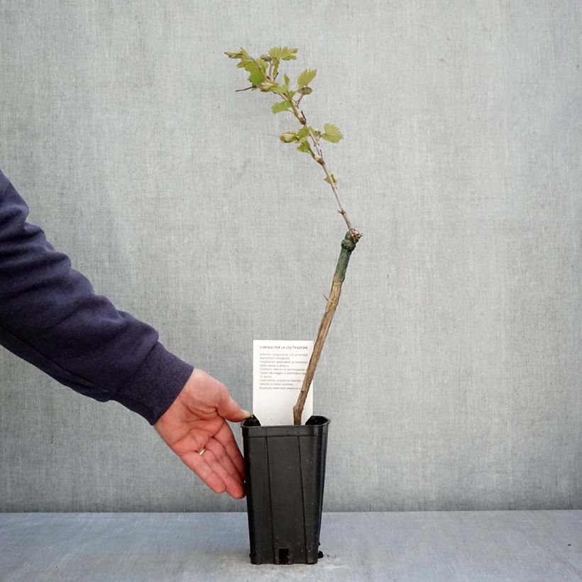 Spécimen de Vigne Bonarda - Vitis vinifera Pot de 1,5L/2L tel que livré au printemps