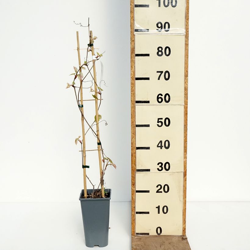 Spécimen de Vigne Brant Pot de 2L/3L tel que livré au printemps