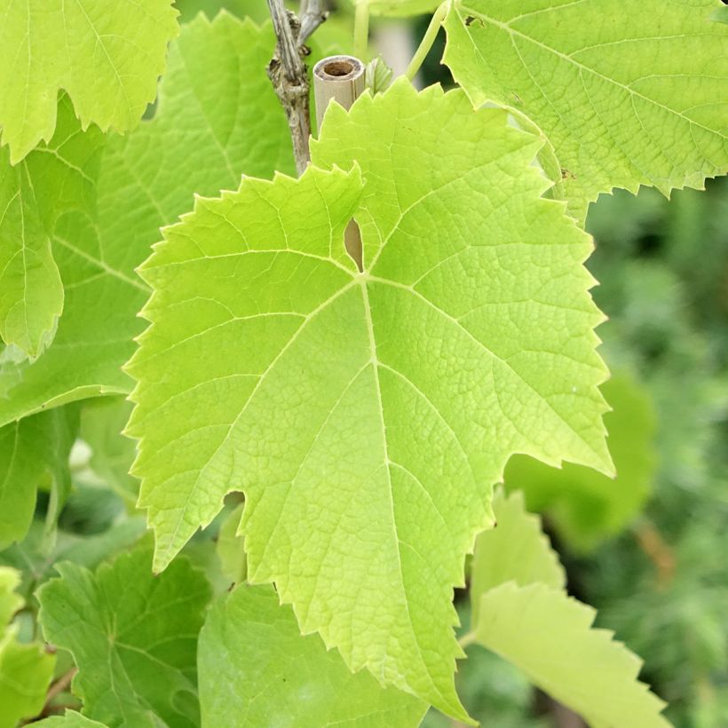 Vigne Chardonnay (Feuillage)
