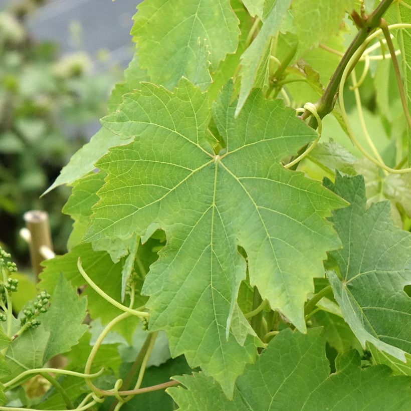Vigne Chasselas Rose (Feuillage)