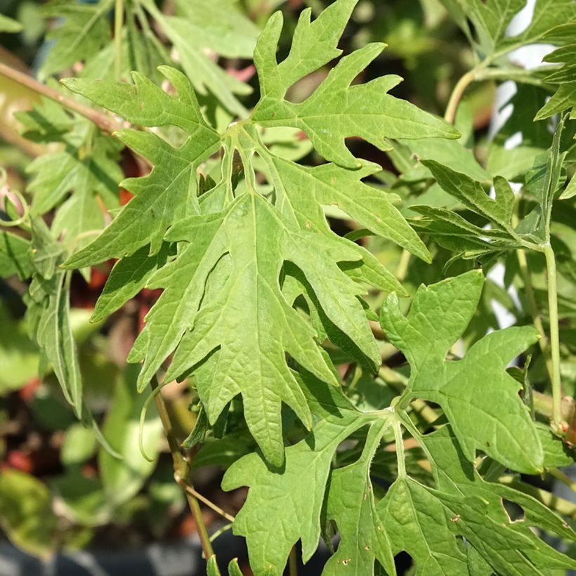 Vigne Chasselat Cioutat (Feuillage)