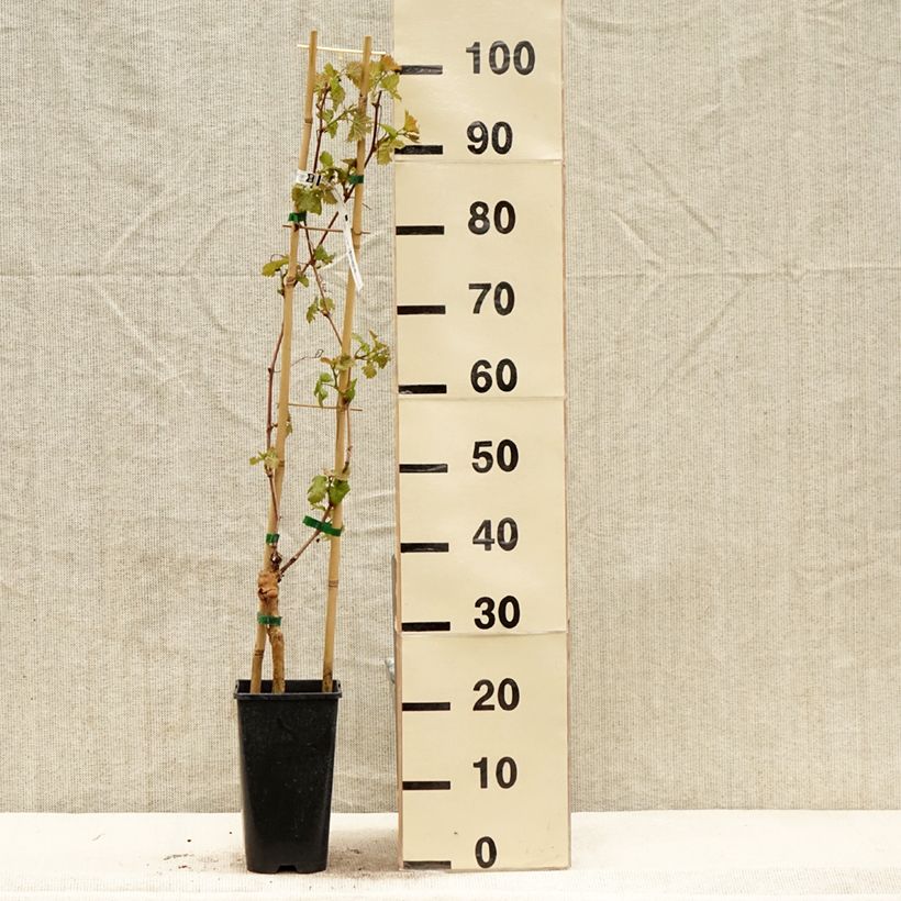 Spécimen de Vigne Chasselat Cioutat Pot de 1,5L/2L tel que livré au printemps