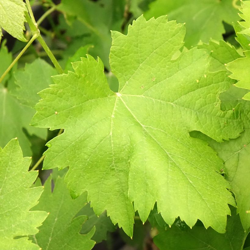 Vigne Cortese - Vitis vinifera (Feuillage)
