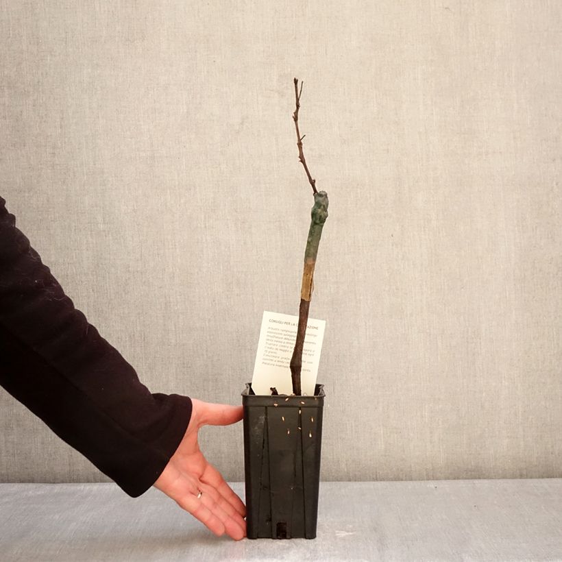 Spécimen de Vigne Croatina - Vitis vinifera Pot de 1,5L/2L tel que livré en hiver