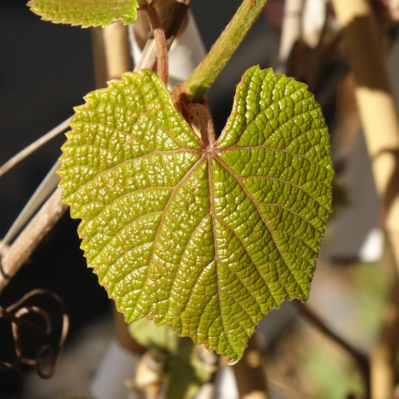 Vigne d'ornement - Vitis coignetiae Sunning Dale (Feuillage)