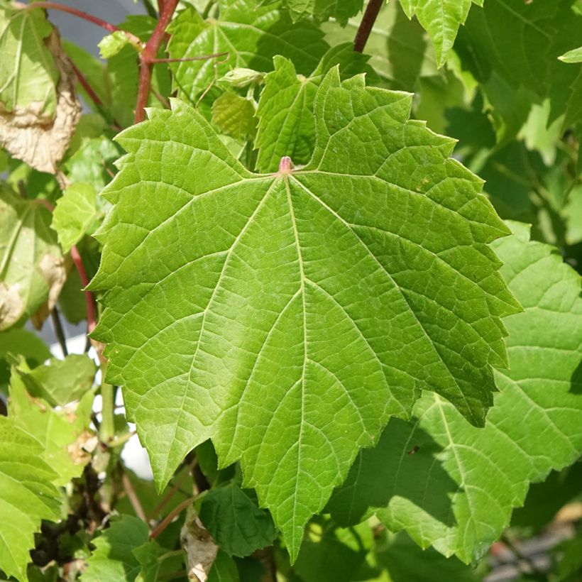 Vigne d'ornement - Vitis odoratissima (vulpina, riparia) (Feuillage)