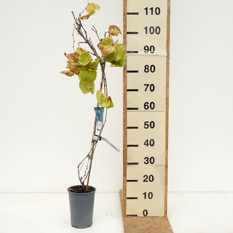 Spécimen de Vigne d'ornement - Vitis odoratissima (vulpina, riparia) Pot de 3L/4L tel que livré en automne