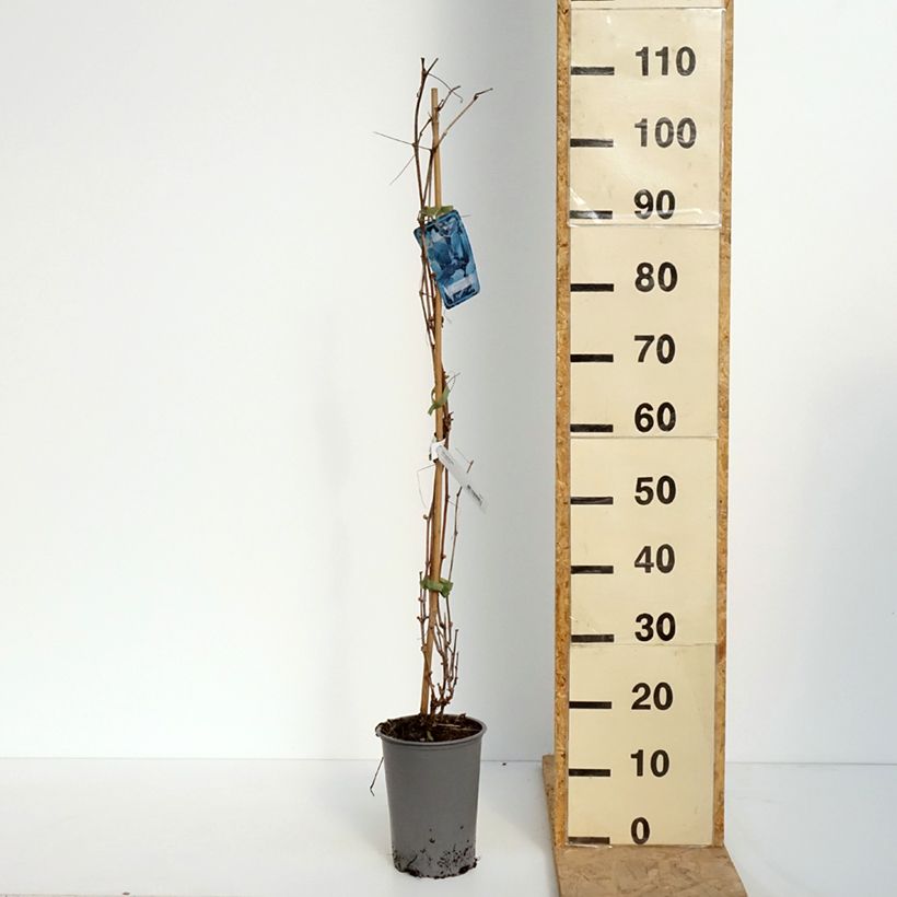 Spécimen de Vigne d'ornement - Vitis odoratissima (vulpina, riparia) Pot de 3L/4L tel que livré au printemps