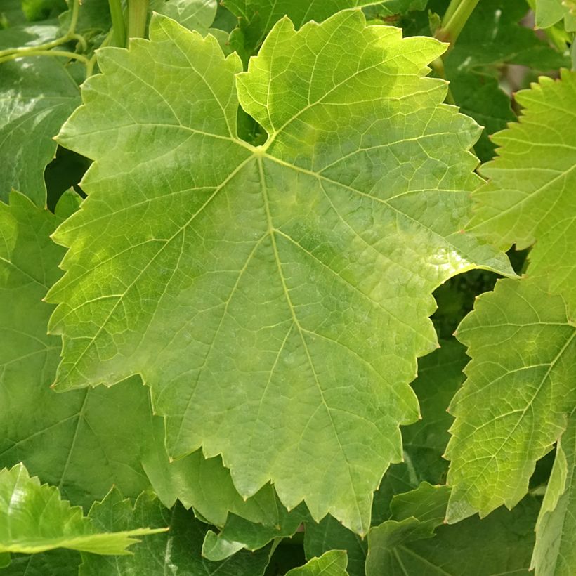 Vigne Dattier de Beyrouth (Feuillage)
