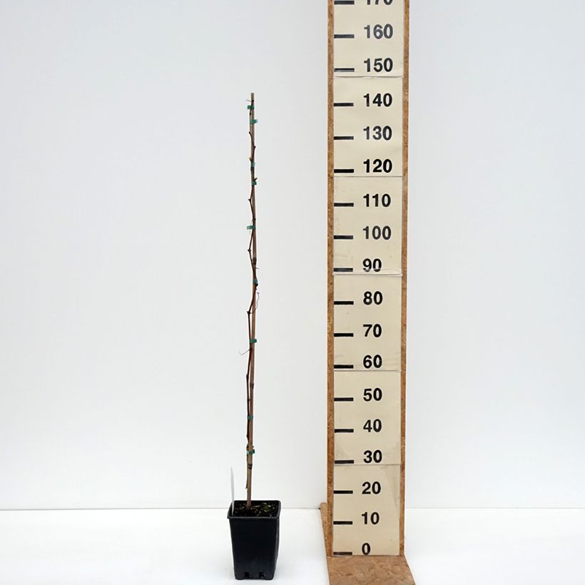 Spécimen de Vigne de table Agata - Vitis hybrida Pot de 1,5L/2L tel que livré en automne