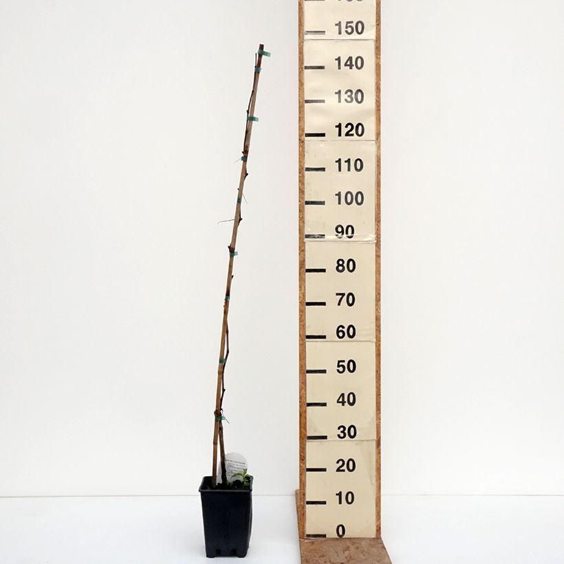 Spécimen de Vigne de table Agata - Vitis hybrida Pot de 1,5L/2L tel que livré en hiver