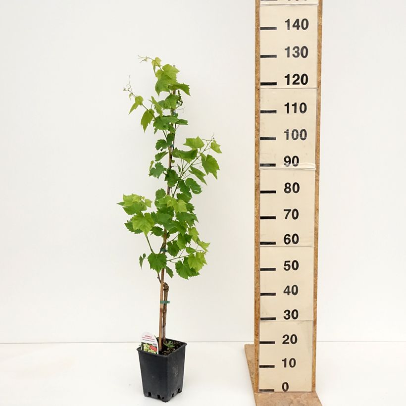 Spécimen de Vigne de table Ambra - Vitis hybrida Pot de 1,5L/2L tel que livré au printemps