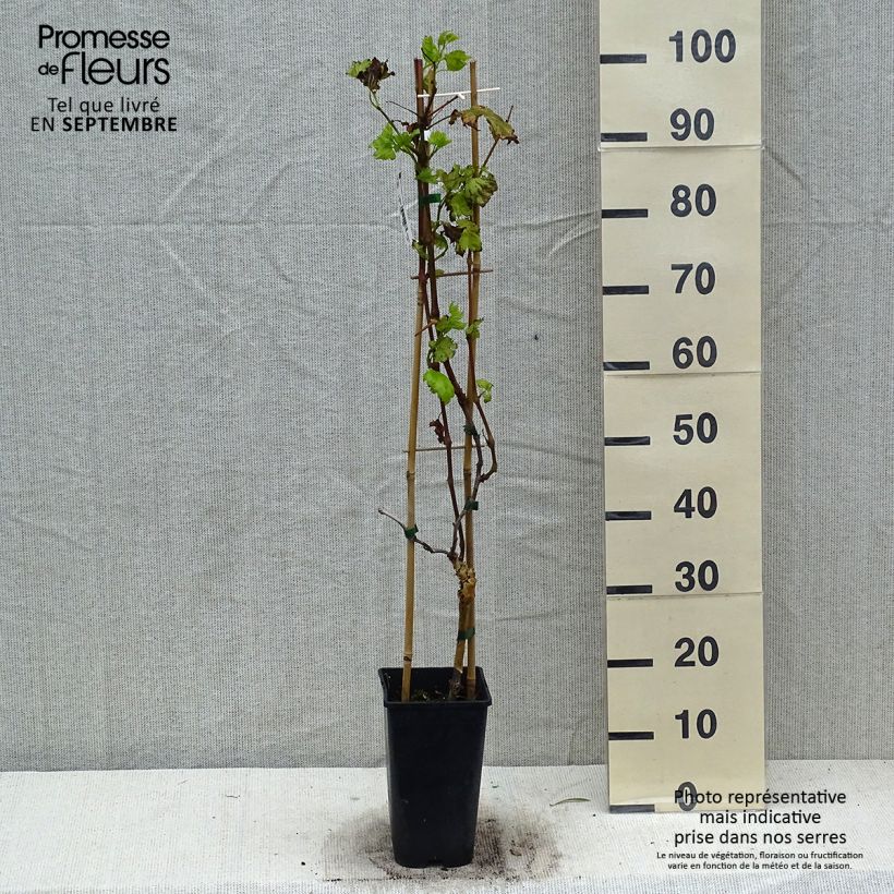Spécimen de Vigne de table Autumn Royal - Variété rouge apyrène Pot de 1,5L/2L tel que livré en automne