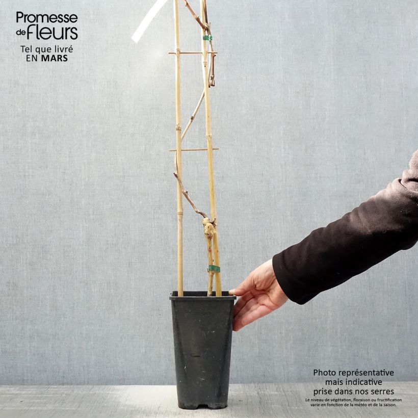 Spécimen de Vigne de table Autumn Royal - Variété rouge apyrène Pot de 1,5L/2L tel que livré au printemps