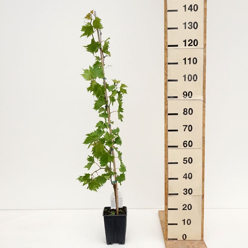 Spécimen de Vigne de table Francese Bianca, Blanche de France - Vitis  Pot de 3L/4L tel que livré au printemps