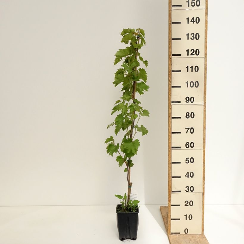 Spécimen de Vigne de table Francese Nera, Noire de France - Vitis x hybrida Pot de 1,5L/2L tel que livré au printemps