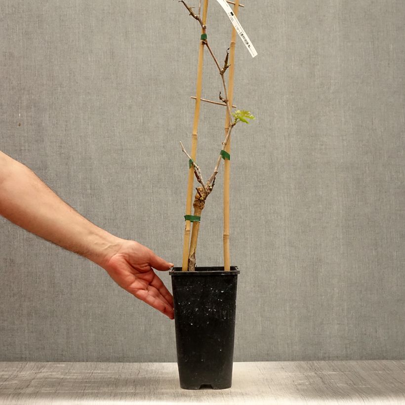 Spécimen de Vigne de table Lilla - Vitis vinifera  Pot de 3L/4L tel que livré au printemps